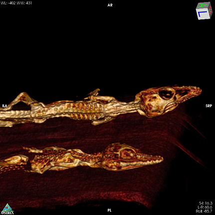 Blick unter die Haut: CT-Aufnahme der Krokodils-Mumien. Foto: CeNak