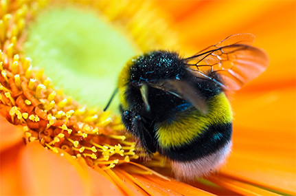 Mitmachen und gewinnen: Um auf die Gefährdung der Bienen aufmerksam zu machen, ruft das Centrum für Naturkunde zu einem Foto- und Malwettbewerb auf. Foto: Pixabay