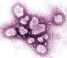 Ein Schweinegrippevirus, aufgenommen von der US-Seuchenkontrollbehörde CDC