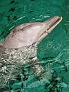 Experimente mit einem Zoo-Delfin. Zur Belohnung gibt es frischen Fisch. Foto: Alexander Liebschner