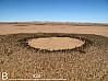 Die Feenkreise erreichen nicht selten einen Durchmesser von 20 Metern. Foto: UHH/Jürgens 