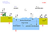 Schematische Darstellung der Giftstoffzyklierung in den verschiedenen Kompartimenten des Erdsystemmodells (Ozean, Atmosphäre, Vegetation, Böden, Schnee und Eis). Schwarze Pfeile kennzeichnen Austauschprozesse, rote Pfeile Abbauprozesse.Grafik: UHH/Stemmler