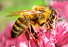 Eine Studie zur Evolution der Honigbiene zeigt, dass diese ursprünglich aus Europa stammt. Foto: Bernd Innendorfer/pixelio.de