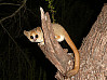 Der madagassische Lemur kann in den sogenannten Tagestorpor verfallen, also für eine bestimmte Zeit seine Körperfunktionen herunterfahren. Eine Fähigkeit, die die Besiedlung Madagaskars erheblich begünstigt haben könnte. Foto: UHH/Dausmann