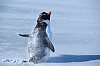 Wenn das Wetter die Weiterfahrt verhindert, ist auch Zeit zur Beobachtung von Pinguinen: Hier schüttelt ein Felsenpinguin von den Falklandinseln Sand ab. Foto: UHH/Brandt