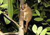  Microcebus ganzhorni  ist im Südosten von Madagaskar beheimatet. Foto: Tara Blanthorn 