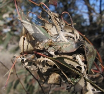 Nest der gruppenlebenden australischen Spinne Diaea ergandros.