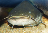 The catfish in Hamburg is an endangered species