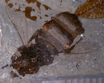 Fossile Honigbiene (Apis armbrusteri) aus dem Randecker Maar, Alter   ca. 18 Millionen Jahre.