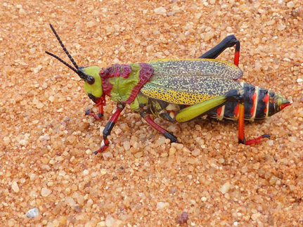  Dictyophorus spumans  gehört zur Familie der Kegelschrecken und ernährt sich u.a. von giftigen Pflanzen. Anhand der beim 1Kite-Projekt erhobenen Gendaten wird in einem Folgeprojekt an der Universität Hamburg untersucht, wie diese und andere Arten es schaffen, dass ihnen die gefressenen Giftstoffe nichts anhaben bzw. wie sie diese sogar zur eigenen Abwehr einsetzen können. Foto: Kai Schütte/CeNak 