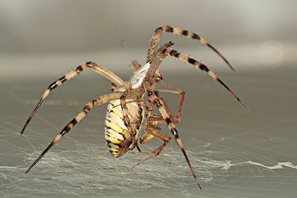 Die Paarung bei Wespenspinnen ( Argiope bruennichi ) ist für das Männchen (r.) in der Regel lebensgefährlich. Während der Häutung des Weibchens (l.) verbessern sich die Überlebenschancen. Foto: Gabriele Uhl 