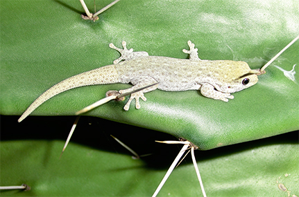 Opuntien sind Hauptbestandteile von vielen Hecken in den Agrarflächen. Diese bieten unter anderem Lebensraum für die Taggecko-Art  Phelsuma breviceps . Foto: Joachim Nopper 