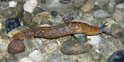 Exemplare der Nacktschnecken-Art „Bierschnegel“ wurden erstmals wieder in Hamburg nachgewiesen. Foto: UHH/Neiber