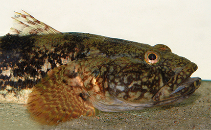 Exemplare der Fischart Kessler-Grundel leben in der Elbe – das haben Hamburger Forscher erstmals nachgewiesen. Foto: UHH/Thiel 