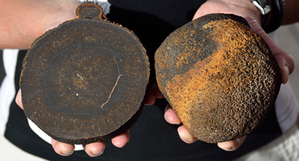 Bis zu 10 Millionen Jahre alt sind die Manganknollen, die die Expedition SO237 jetzt im Atlantik entdeckt hat. Foto: Thomas Walter