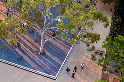 Der parkähnliche Campus der Macquarie University ist 126 Hektar groß. Foto: Macquarie University/Paul Wright 