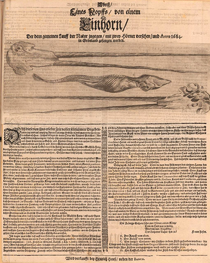 Die bisher einige Quelle für das Geschlecht des Tieres ist ein Flugblatt aus dem Jahr 1684, das den Fang dokumentiert und neben dem Schädel auch einen Wal-Embryo zeigt. Faksimile nach einem Original aus der Staats- und Universitätsbibliothek Hamburg