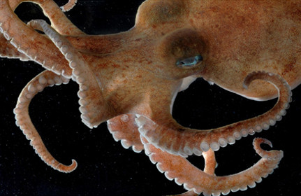 Oktopus (wahrscheinlich der Art Pareledone). Der Oktopus scheint im untersuchten Seegebiet besonders weit verbreitet, er wurde immer wieder in den Schleppnetzen gefunden. Sie scheinen in der Antarktis eine rasche Artbildung und Ausbreitung erfahren zu haben, Foto: Pete Bucktrout