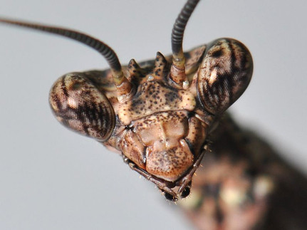 Die Gottesanbeterin der Gattung  Hagiotata  ist eine der Arten, deren Transkriptom im Rahmen des 1KITE-Projekts untersucht werden soll. Foto: Kai Schütte 