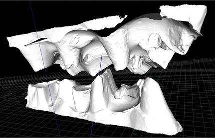 3D-Modelle von den Zahnreihen eines Spitzmaulnashorns. Wissenschaftler im Forschungscluster „Zahnfunktion“ haben eine spezielle Software entwickelt, mit der Tiere und Menschen virtuell „Kauen lernen“. Durch Simulierung der Nahrung können sogar die Kräfte berechnet werden, die beim Kauen entstehen. Foto: UHH/Hallay