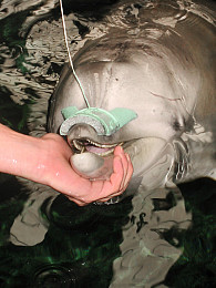 Eine Plasteschale deckt die Vertiefungen mit dem Elektrosinn ab und kann elektrische Reize gesteuert zulassen oder blocken. Foto: Alexander Liebschner