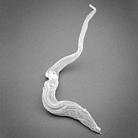 Elektronenmikroskopische Aufnahme des Parasiten Trypanosoma brucei aus dem Blut. Die Schlafkrankheit kommt vor allem in afrikanischen Ländern südlich der Sahara vor. Bild: Michael Duszenko, Universität Tübingen