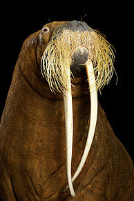Antje war ein pazifisches Walross. Heute ist das ehemalige Maskottchen des NDR im Zoologischen Museum der Universität zu besichtigen. Foto: UHH/VNSH
