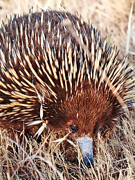 Elektrische Reize wahrnehmen? Der Ameisenbär kann das auch! Foto: GNU-Lizenz für freie Dokumentation/Fir0002
