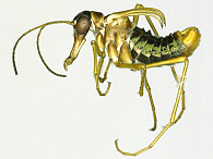 Schneeflöhe (Gattung Boreus) sind winteraktiv und gehören zur Verwandtschaftsgruppe der Skorpionsfliegen. Wie diese besitzen sie einen verlängerten Kopf. Foto: Frank Friedrich
