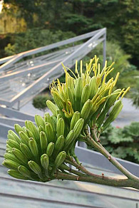 Nach mehr als 30 Jahren Kulturzeit, inklusive 190 Tagen Entwicklungsdauer, sind nun die Blüten zu bewundern. Foto: Botanischer Garten Hamburg (SB)