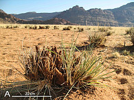Solche von Sand­ter­mi­ten gebildeten Gräser fanden sich im Marienfluss Tal in Namibia. Foto: UHH/Jürgens 
