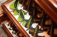 Im ESA-Ost präsentierten sich erstmals alle Sammlungen gemeinsam und zeigten zahlreiche Exponate, wie diese Schmetterline aus der Insektensammlung des Zoologischen Museums. Foto: Michael Marczok