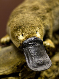 Das Schnabeltier ist neben dem Ameisenbär der einzige Säuger, bei dem der Elektrosinn schon bekannt war. Foto: CC BY-NC-SA 2.0/Adventures in Librarianship