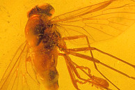 Mit etwa 6.000 Sammlungsstücken ist die Bernsteinsammlung des Geologisch-paläontologischen Museums eine der wichtigsten Sammlungen dieser Art in Deutschland und von weltweiter Bedeutung. Bernstein ist fossiles Harz, in der Regel von stark harzenden Koniferen, das in verschiedenen Lagerstätten zum Teil Jahrmillionen überdauert hat. Quelle: VNSH