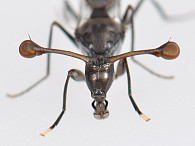 Das Hauptmerkmal der Stielaugenfliegen (Gattung Diopsidae) sind die Augen, die auf langen Stielen seitlich am Kopf sitzen. Weltweit sind ca. 160 Arten bekannt, die vor allem in den Tropen zu finden sind. Foto: Kai Schütte