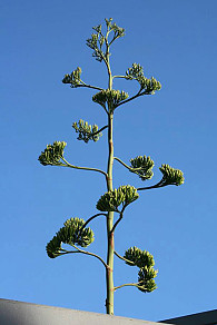 Der Blütenstand der Jahrhundertpflanze im Botanischen Garten hat eine Höhe von 7,10 Metern. Foto: Botanischer Garten Hamburg (SB)