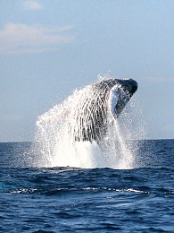 Neben Delfinen könnten auch weitere Walarten diesen sechsten Sinn besitzen ... Foto: CC BY-SA 2.0/NOAA's National Ocean Service