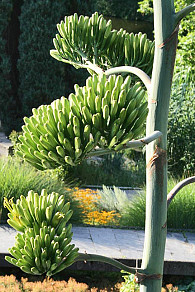 Etwa 1.500 Einzelblüten bieten nun noch bis mindestens Mitte September einen formidablen Anblick. Foto: Botanischer Garten Hamburg (SB)