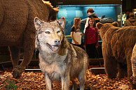 Ins Zoologische Museum kamen knapp 1900 Gäste, wo Pädagoginnen und Pädagogen die Fragen der Besucherinnen und Besucher zu den ausgestellten Tieren beantworteten. Foto: Jana Tolle