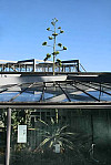 Ein wahrhaft seltener Anblick: Im Botanischen Garten blüht eine Agave, die auch als „Jahrhundertpflanze“ bekannt ist. Foto: Botanischer Garten Hamburg (SB)