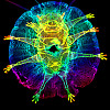 Zufällig entdeckt: Die äußere Körperhülle der Bärtierchen, die Kutikula, besitzt eine Eigenfluoreszenz. Foto: Andreas Schmidt-Rhaesa, Corinna Schulze and Ricardo Neves/Nikon Small World