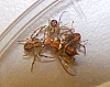 Jungspinnen der in Gruppen lebenden Krabbenspinne  Diaea ergandros  fressen gemeinsam an einer Fliege, aufgenommen im Labor. Foto: Jasmin Ruch 