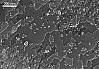 Rasterelektronenmikroskopische Aufnahme der regelmäßig angeordneten Eisenoxid-Nanoteilchen. Der Abstand der Nanoteilchen ist so klein, dass man die Ölsäure nicht sehen kann. Foto: TUHH